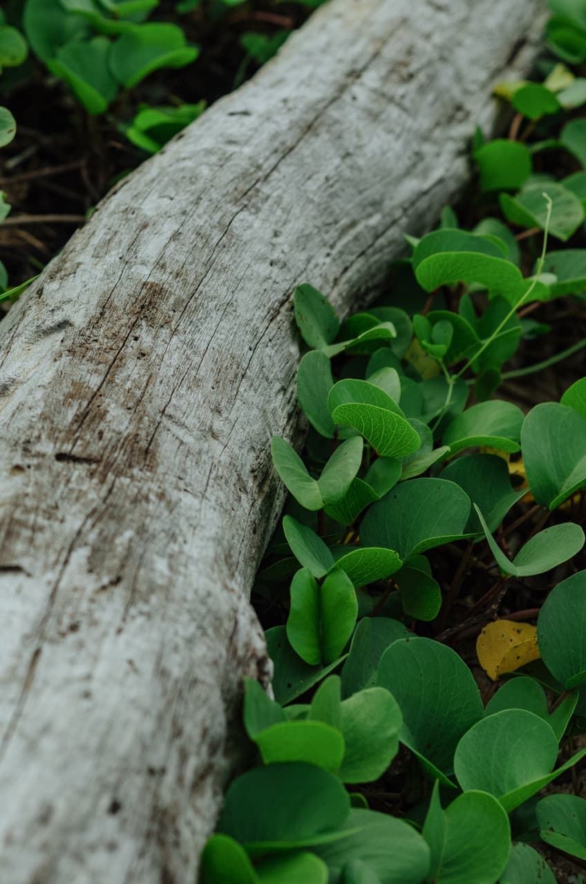 Превью Sri Lanka 2022